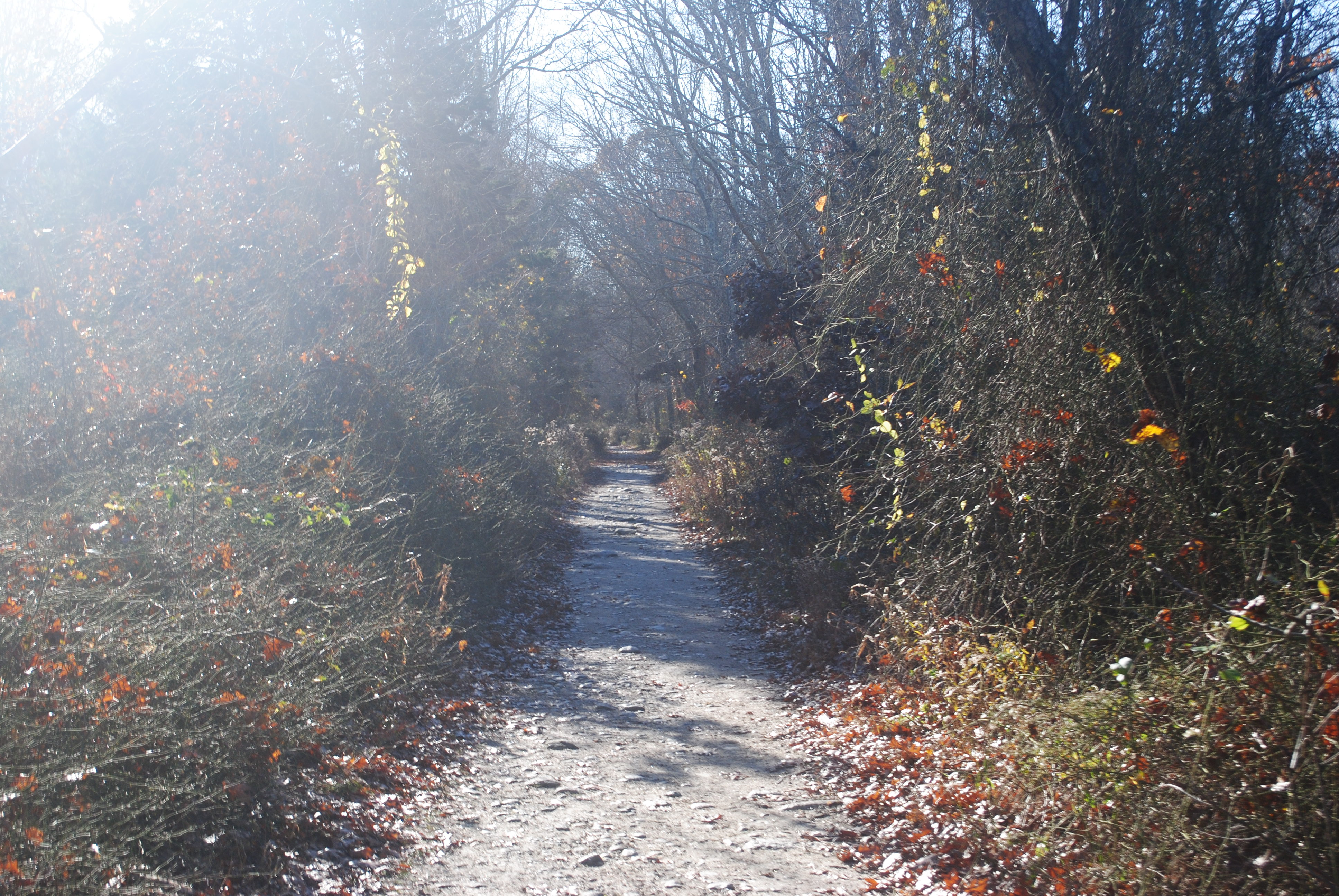 The trail to Rome Point