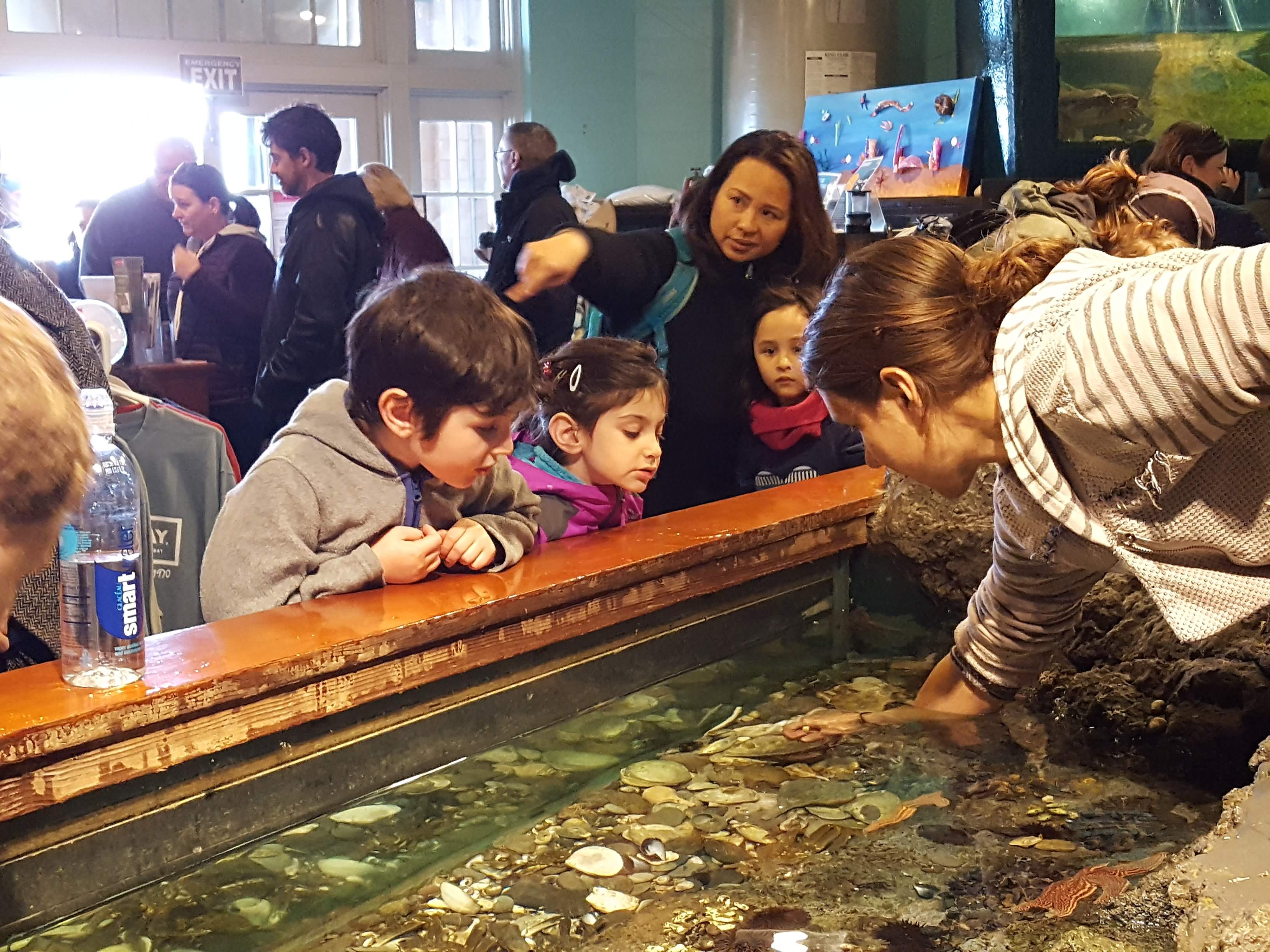 Aquarium volunteer sharing marine life with visitors at a touch tank