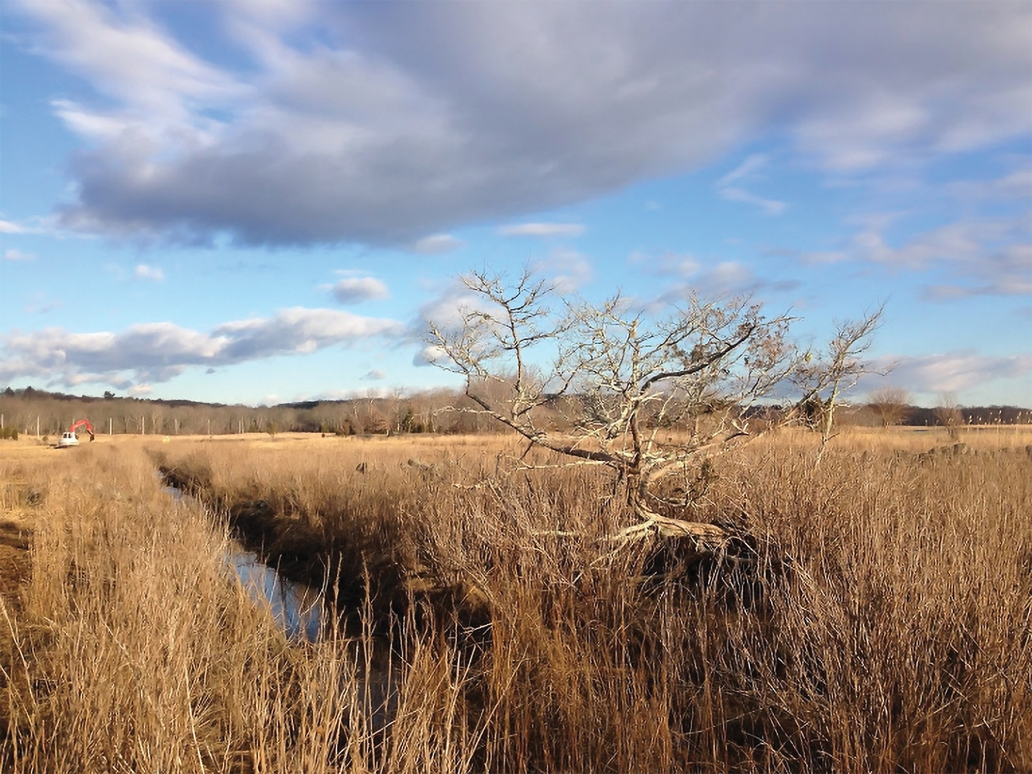 Dead-cedar-tree-due-to-saltwater-Broad-Cove-marsh