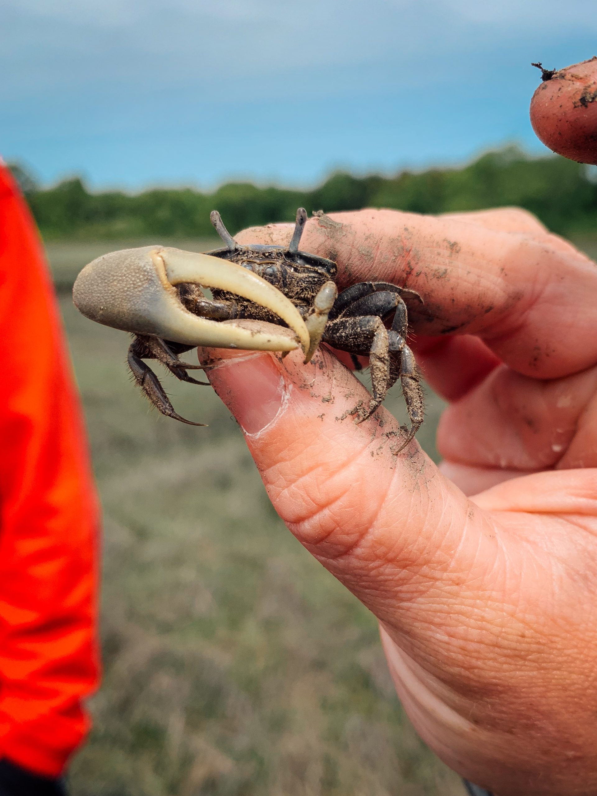 Student holding a male fiddler crab from a salt marsh