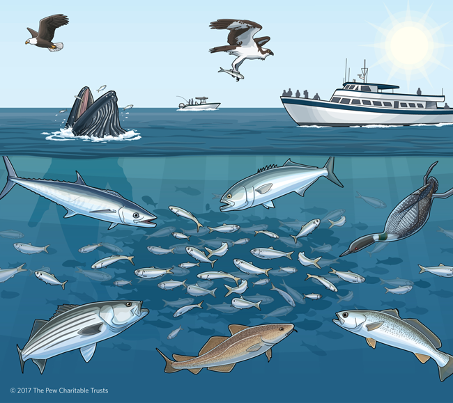 As filter feeders, Atlantic menhaden play an important role in the Narragansett Bay ecosystem. Courtesy: The Pew Charitable Trusts.