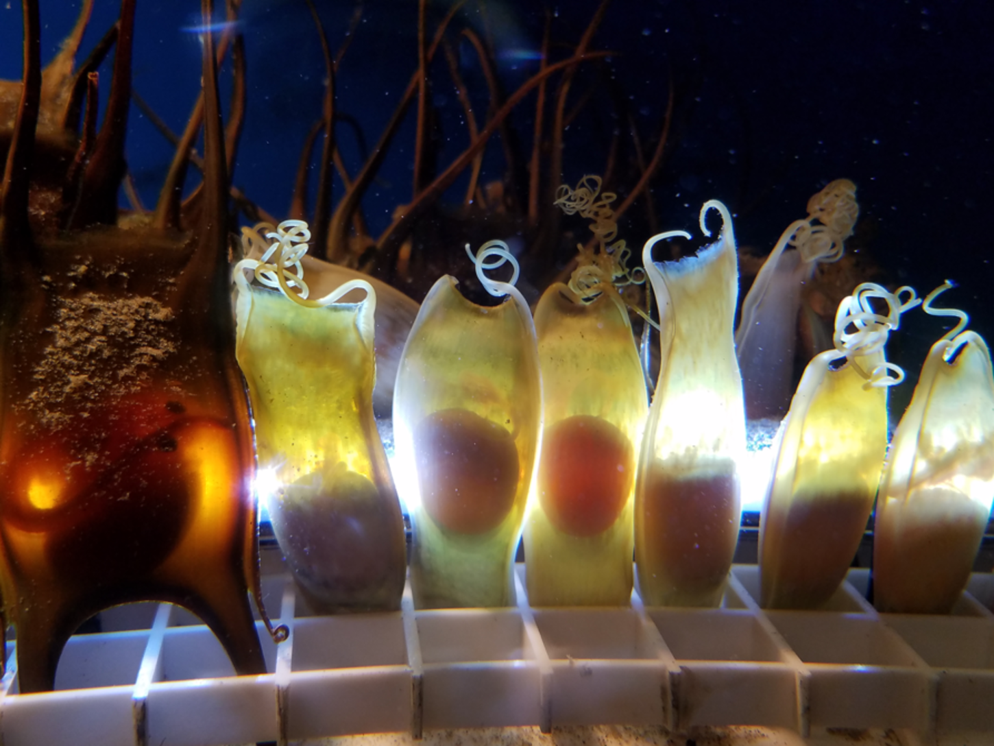 Skate and shark egg cases at Save The Bay's Exploration Center and Aquarium