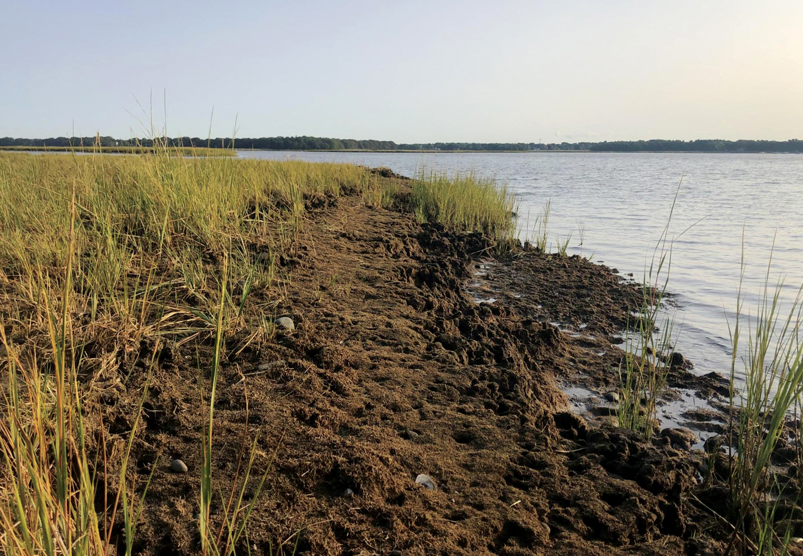 Fiddler-crab-burrows-in-salt-marsh-Hundred-Acre-Cove