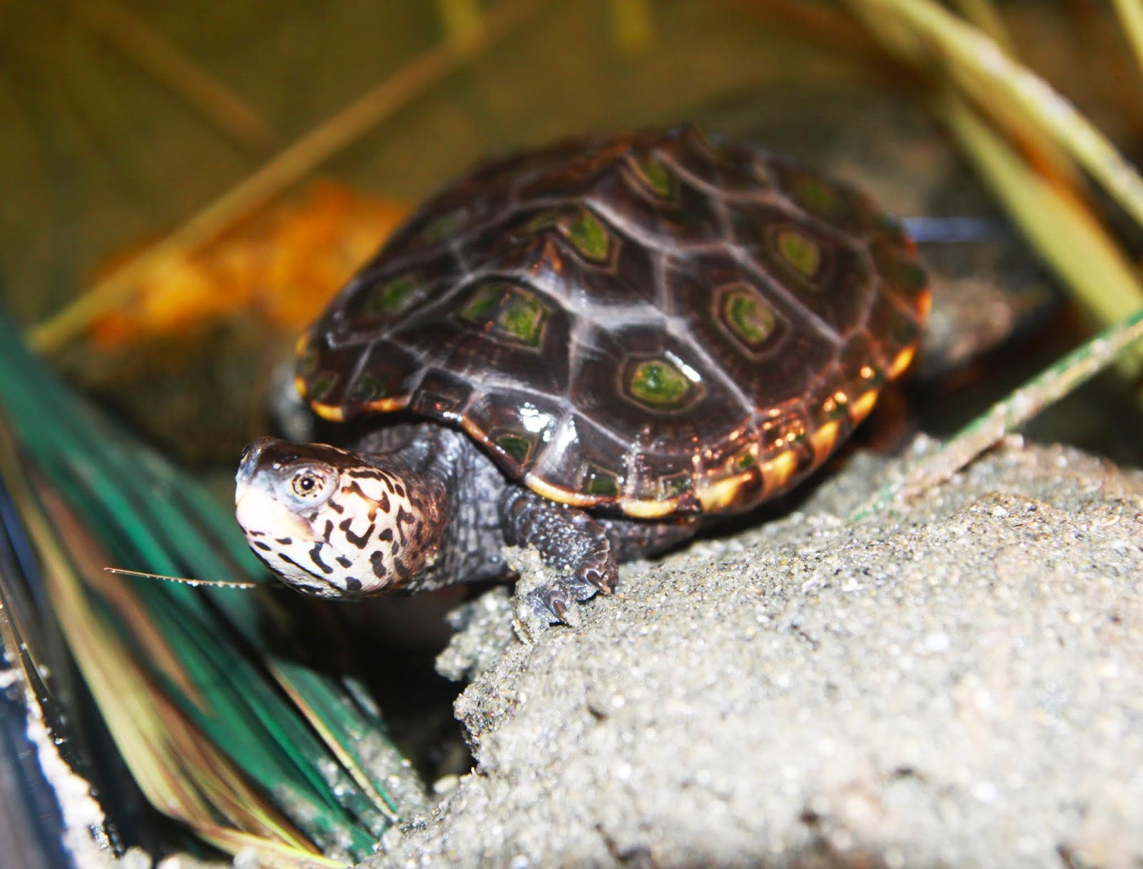 Jerry, one of the two Diamondback Terrapins at Save The Bay's Exploration Center and Aquarium