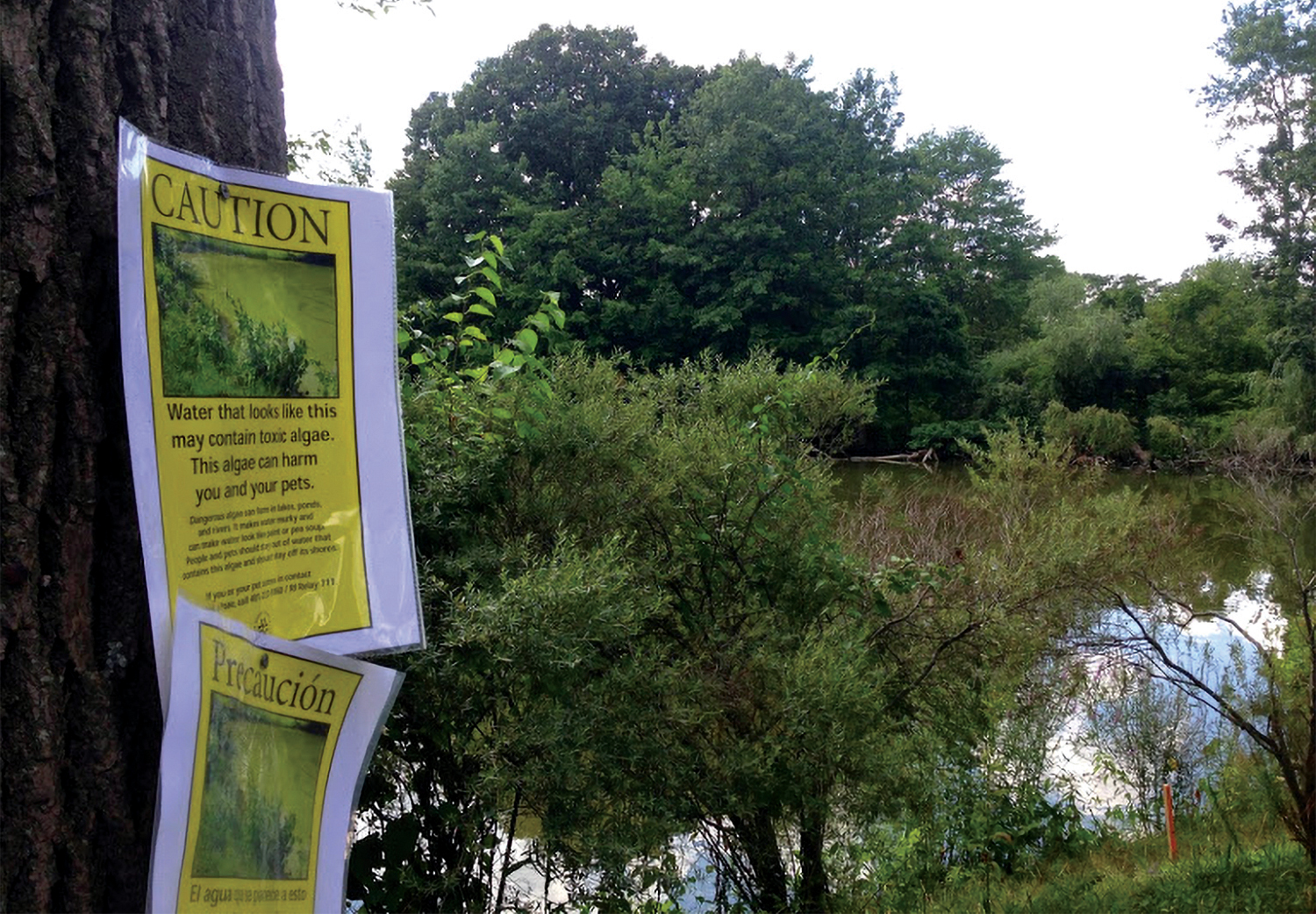 Cyanobacteria-bloom-warning-Roger-Williams-Park-ponds