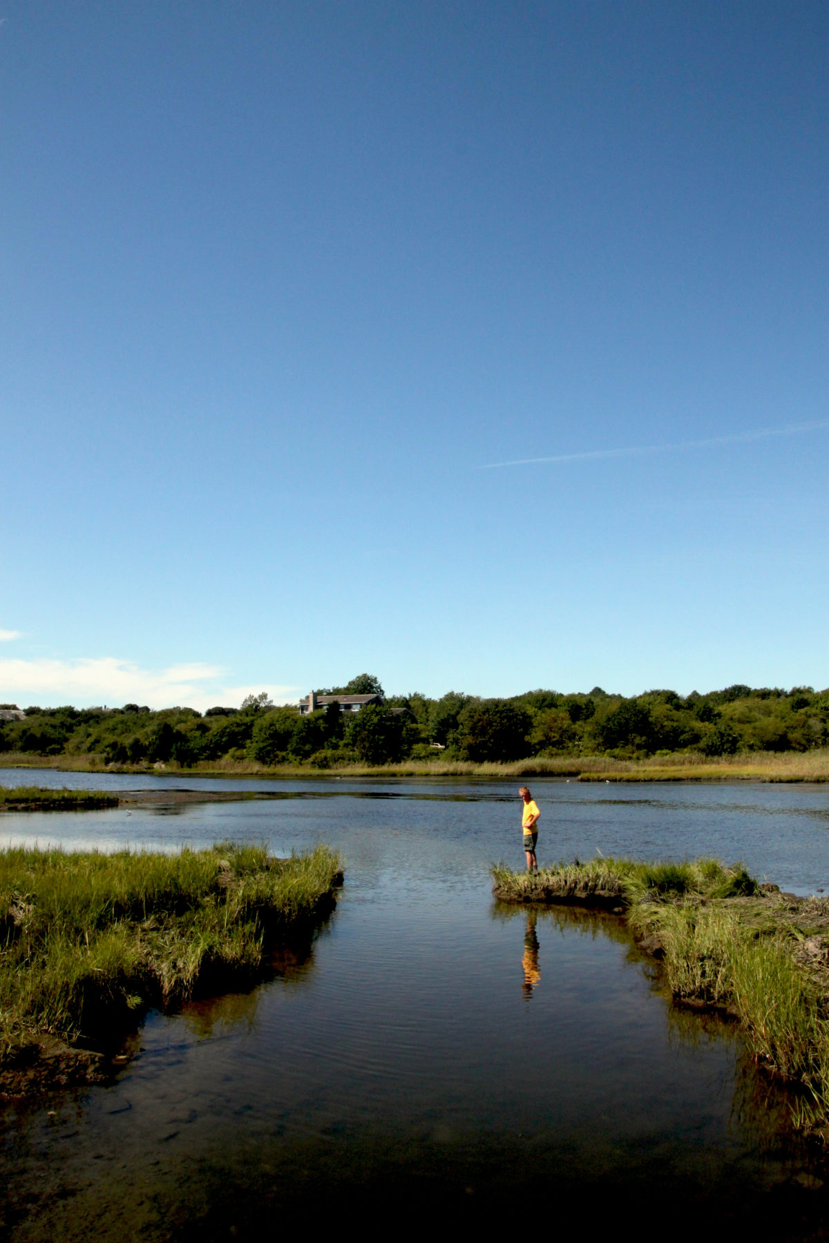 Salt marsh habitat